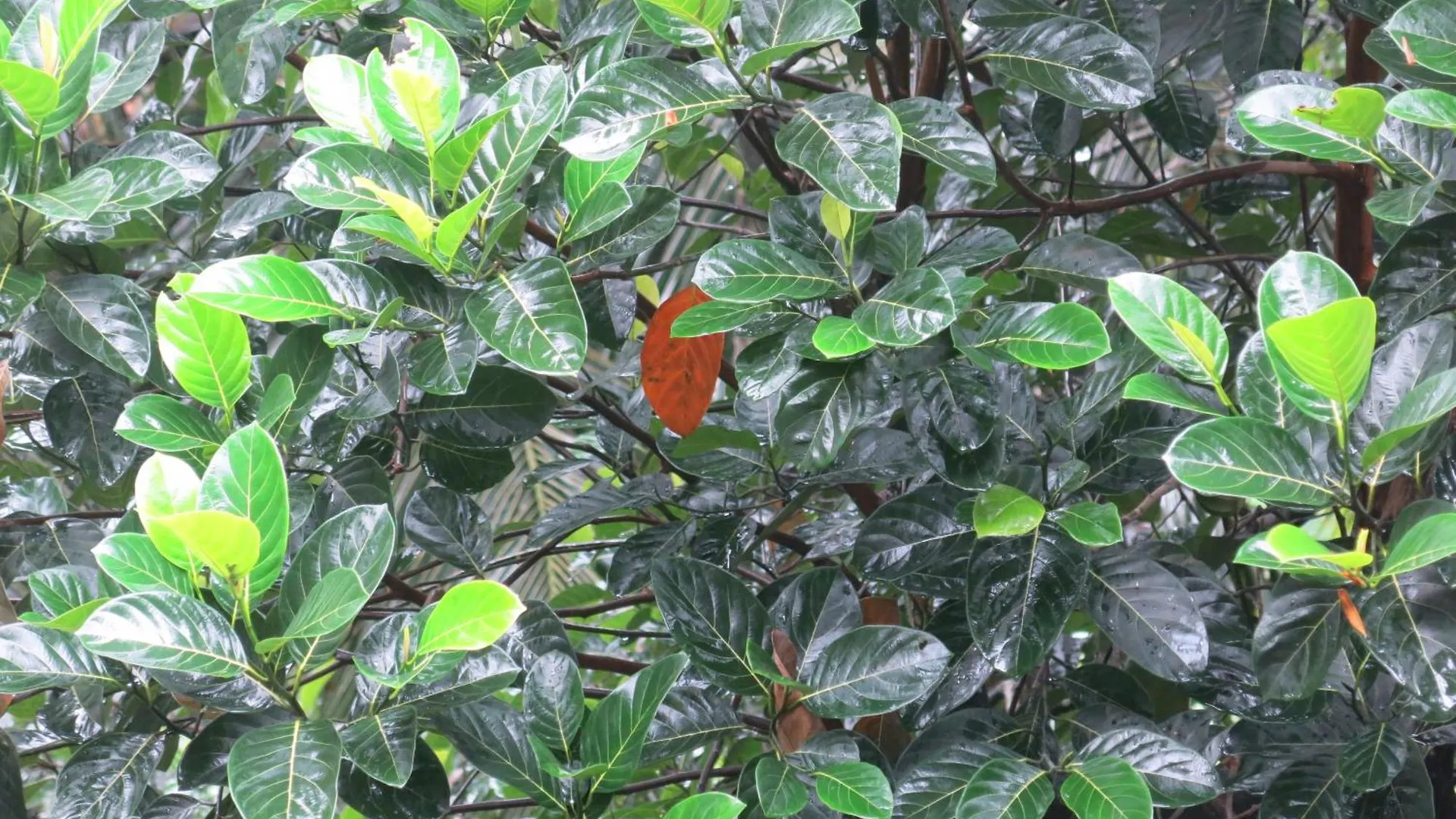 Paradise Itzu Kandy 0*,  Sri Lanka