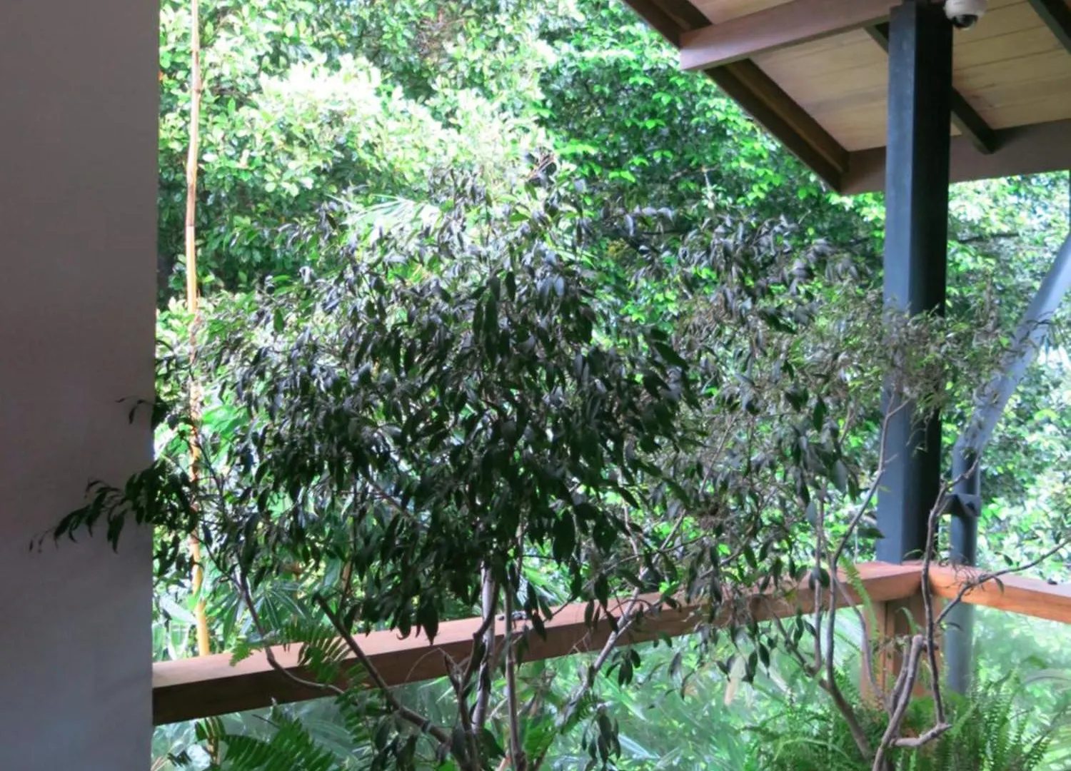 Paradise Itzu Kandy