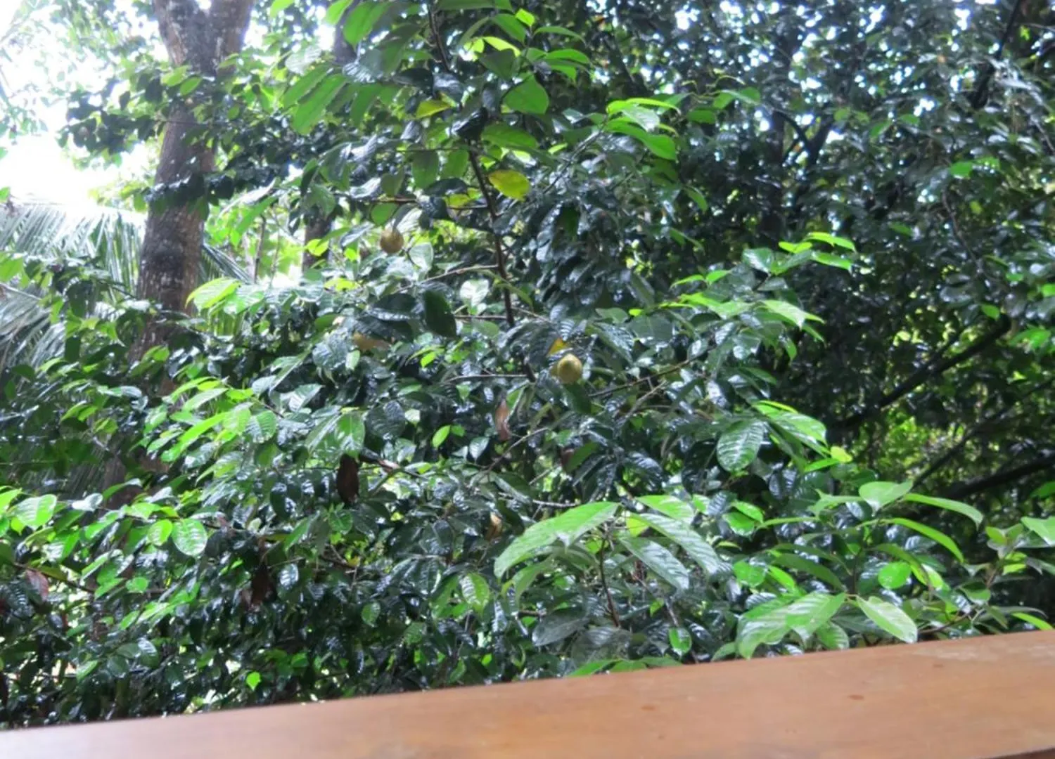 Hotel Paradise Itzu Kandy