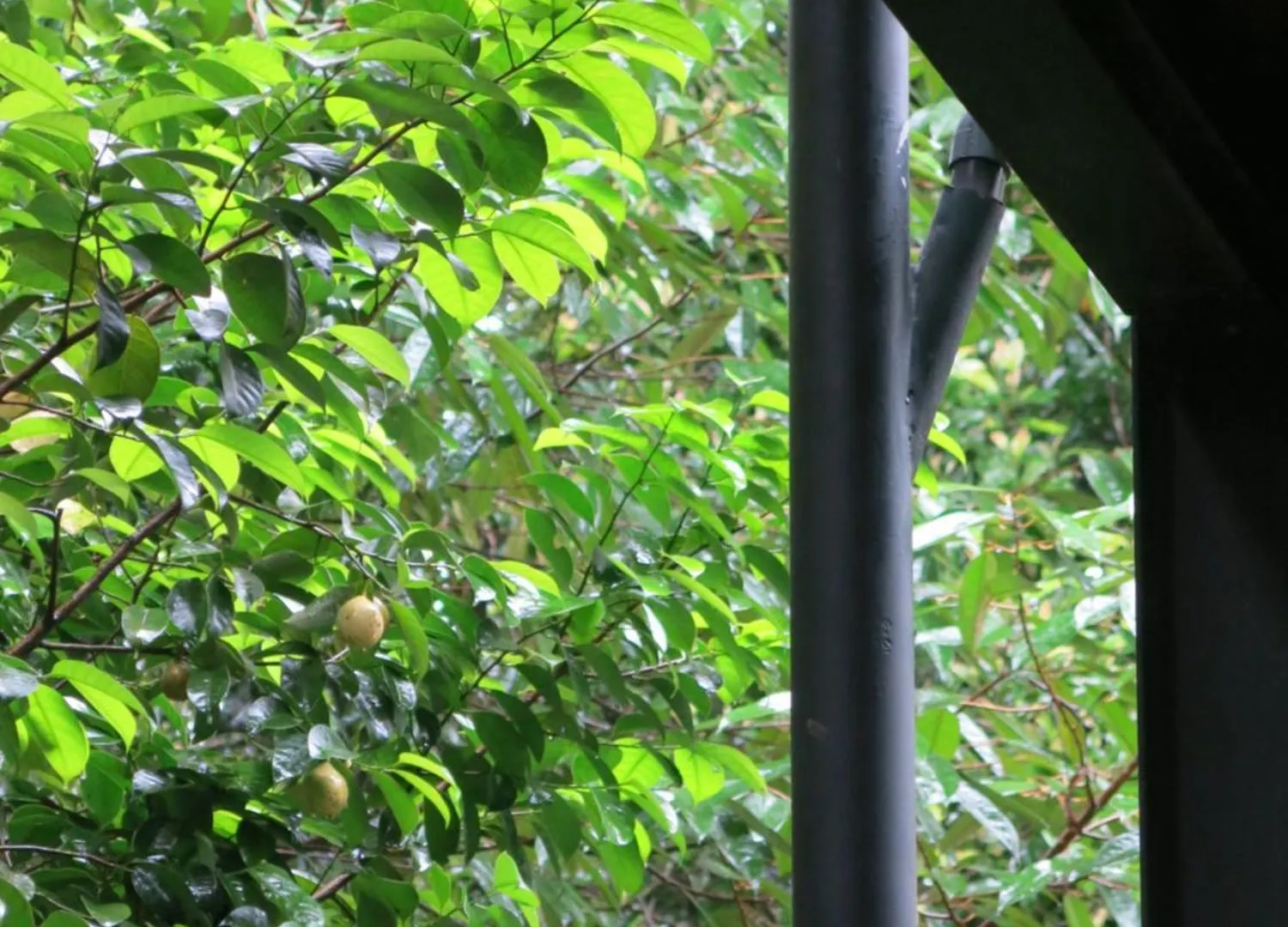 Hotel Paradise Itzu Kandy