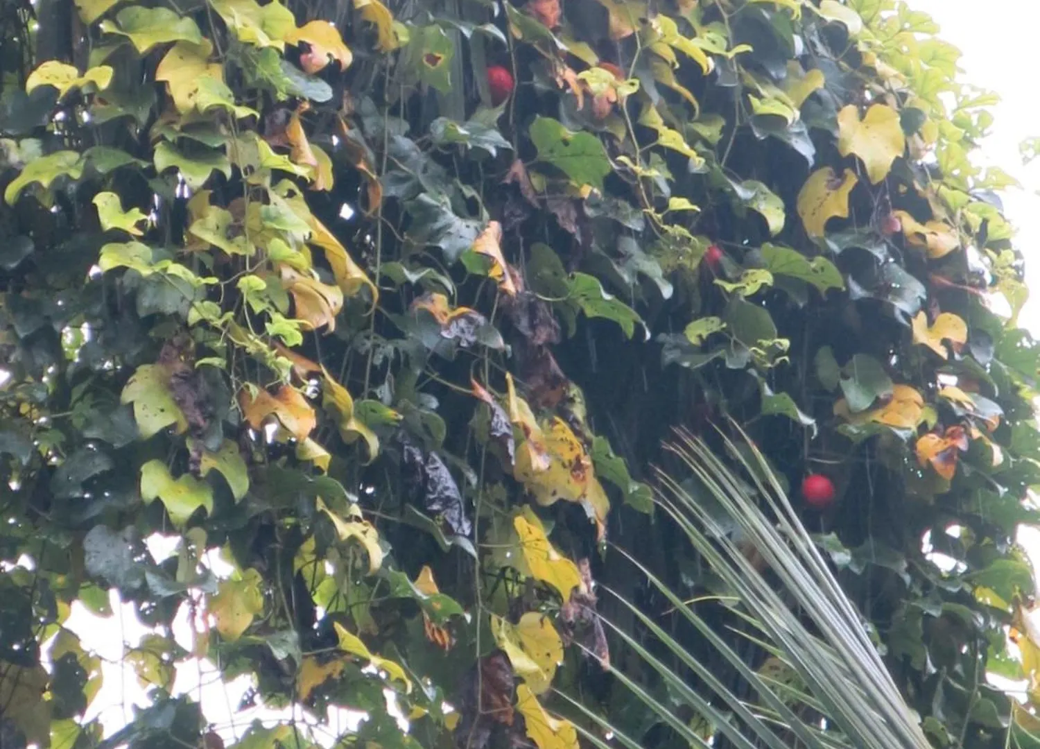 Paradise Itzu Κάντι Ξενοδοχείο